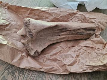 Mooi stuk Tibia prehistorisch hert of rund beschikbaar voor biedingen