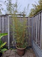 grote pol gele reuzen bamboe, Ophalen, Bloeit niet, Overige soorten, Halfschaduw