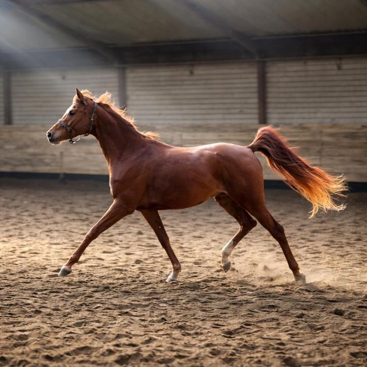 B.A. SHARIFF – Een ruin uit duizenden, Dieren en Toebehoren, Paarden, Ruin, Onbeleerd, Minder dan 160 cm, 3 tot 6 jaar, Dressuurpaard