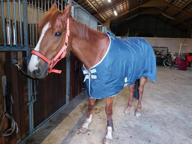 Winterdeken maat 195, Dieren en Toebehoren, Paarden en Pony's | Dekens en Dekjes, Gebruikt, Ophalen of Verzenden