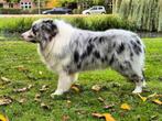 Dekreu bleu merle australian sheperd met staart dekervaring, Dieren en Toebehoren, Nederland, Reu, 1 tot 2 jaar, Parvo