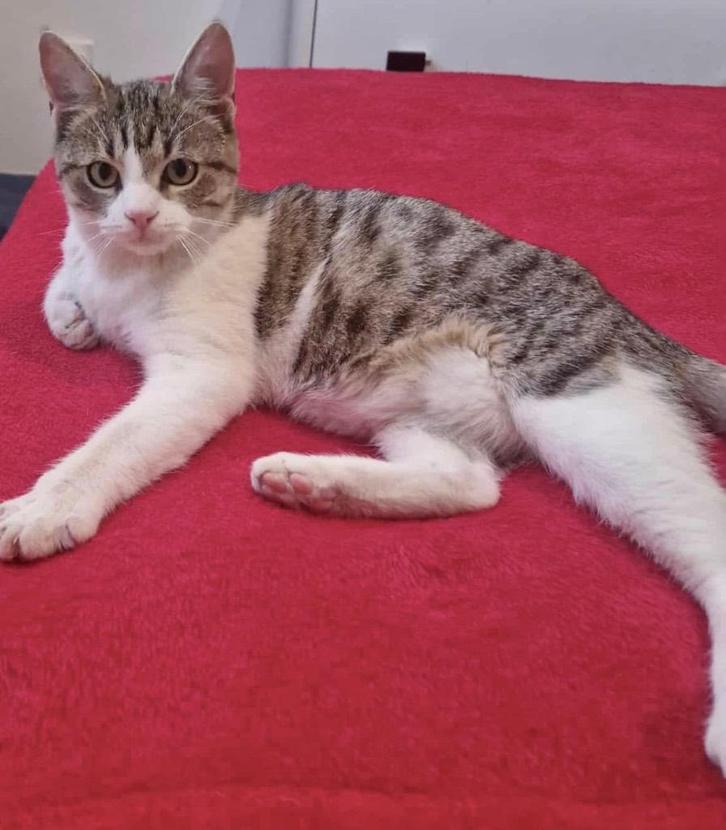 SOCIAAL MOOI KATERTJE LOETJE WIL GRAAG VERSTOPPERTJE SPELEN, Dieren en Toebehoren, Katten en Kittens | Overige Katten, Kortharig