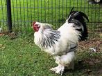 Prachtige Brahma haan en hennen, Dieren en Toebehoren, Meerdere dieren, Tropenvogel