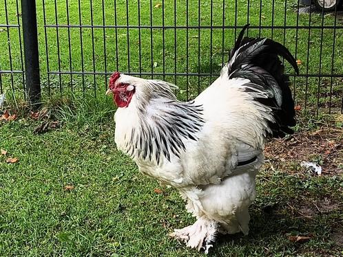 Prachtige Brahma haan en hennen, Dieren en Toebehoren, Vogels | Overige Vogels, Tropenvogel, Meerdere dieren