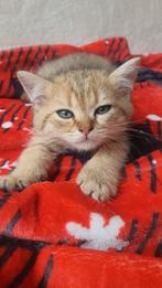 British  gold  black, Dieren en Toebehoren, Katten en Kittens | Raskatten | Korthaar, Kater