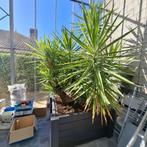 4 grote palmbomen met potten. Ophalen Wechelderzande Belgie, 100 tot 250 cm, Zomer, Palmboom, Ophalen