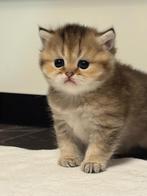 Britse Korthaar Kittens te Koop, Dieren en Toebehoren, Katten en Kittens | Raskatten | Korthaar, Meerdere dieren, Gechipt, 0 tot 2 jaar