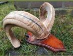 Prachtige Ram schedel op fraai houten schild ! hoorn hoorns, Verzamelen, Dierenverzamelingen, Ophalen of Verzenden, Zo goed als nieuw
