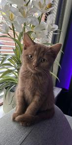 Britse korthaar kittens te koop!, Meerdere dieren, Gechipt, 0 tot 2 jaar