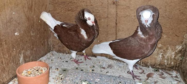 Te koop sierduiven Oudhollands kapucijnen duiven, Dieren en Toebehoren, Vogels | Duiven, Overige soorten, Meerdere dieren