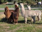 7 alpaca's, Januari, Meerdere dieren