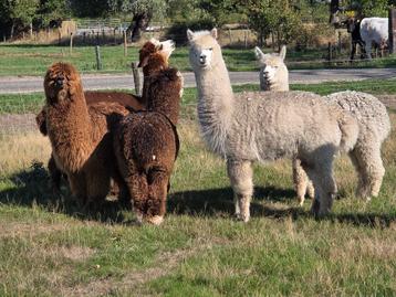 7 alpaca's beschikbaar voor biedingen