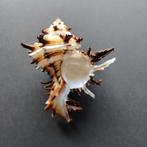 Schelpen  - Hexaplex chicorrum, Ophalen of Verzenden, Schelp(en)