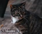 Unieke fotoshoot voor uw huisdier, Komt aan huis, Fotograaf