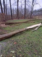 Haardhout boomstammen eik es esdiorn iep, Minder dan 25 mm, Ophalen of Verzenden, Plank, Minder dan 200 cm