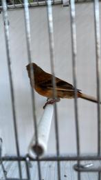 Putter x kapoetsensijs, Dieren en Toebehoren, Geslacht onbekend, Tropenvogel