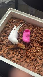 Parkietje incl toebehoren, Ophalen