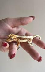 Wimpergekko lilly white pv, Hagedis, Tam, 0 tot 2 jaar