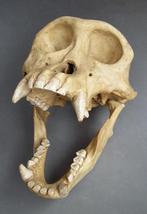 Jaar 1955 Kunststoffen Schedel Aap Chimpansee Taxidermie, Verzamelen, Dierenverzamelingen, Ophalen of Verzenden, Gebruikt, Wild dier
