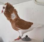 Oud Hollandse Kapucijnduiven te koop, Dieren en Toebehoren, Vogels | Overige Vogels, Meerdere dieren