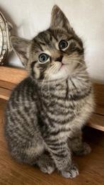 Kitten mannetje, Dieren en Toebehoren, Katten en Kittens | Raskatten | Korthaar, Poes