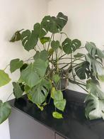 Kamerplant zonder pot, Ophalen, Overige soorten, Minder dan 100 cm