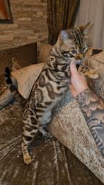 Prachtige Raszuivere Bengaal Kater  – Met Fokrecht, Dieren en Toebehoren, Katten en Kittens | Raskatten | Korthaar, Kater, Gechipt