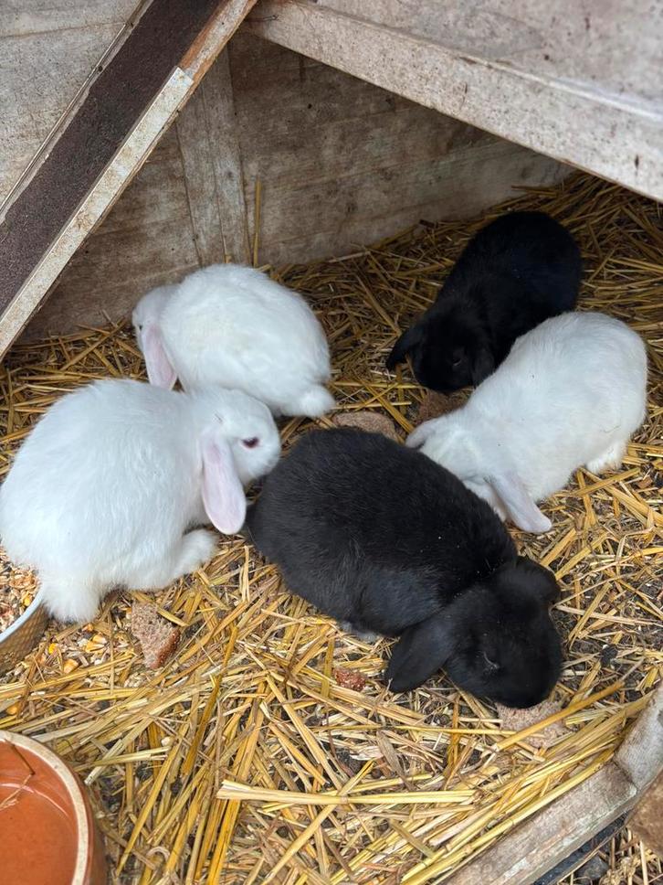 NHD hangoor dwerg konijn, Dieren en Toebehoren, Konijnen, Dwerg, Meerdere dieren, Hangoor