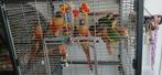 6 leuke pyrrhura's klaar voor nieuw huisje, Dieren en Toebehoren, Vogels | Parkieten en Papegaaien, Geslacht onbekend, Parkiet