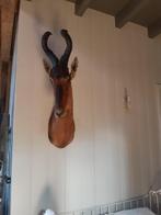 opgezet hartenbeest, Verzamelen, Dierenverzamelingen, Ophalen, Zo goed als nieuw, Hert, Opgezet dier