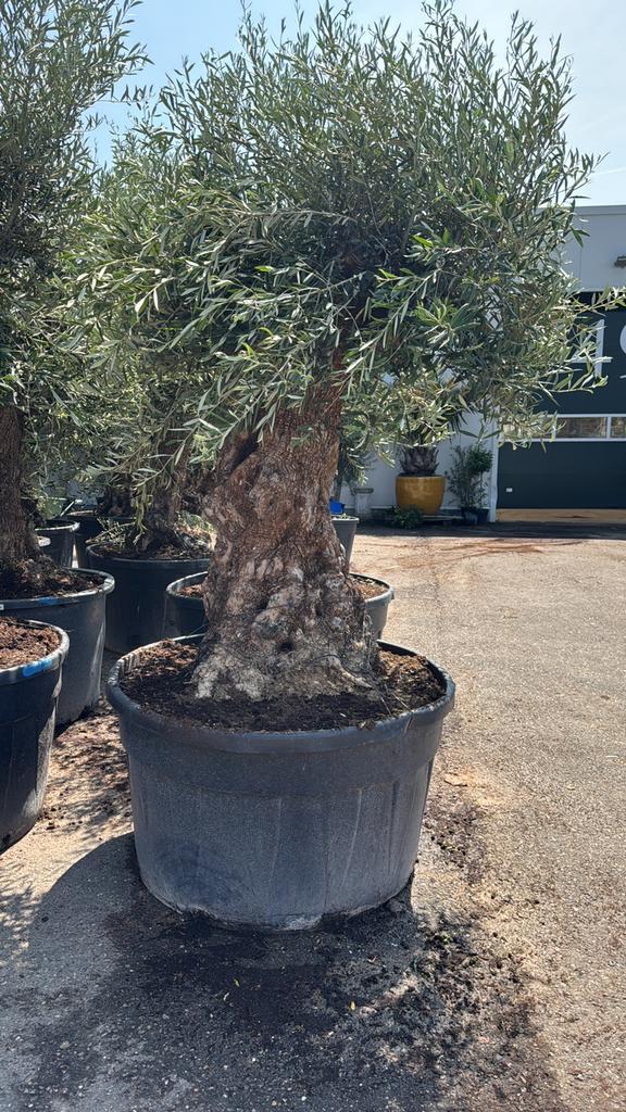 Mega zware olijfbomen pot 120cm hoogte 250cm winterhard, Tuin en Terras, Planten | Bomen, Olijfboom, 100 tot 250 cm, Volle zon
