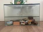 Knaagdierenkooi, Dieren en Toebehoren, Knaagdieren en Konijnen | Hokken en Kooien, Ophalen, Zo goed als nieuw, Kooi, Minder dan 60 cm