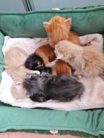 main coon, Dieren en Toebehoren, Katten en Kittens | Raskatten | Langhaar, Kater, Gechipt