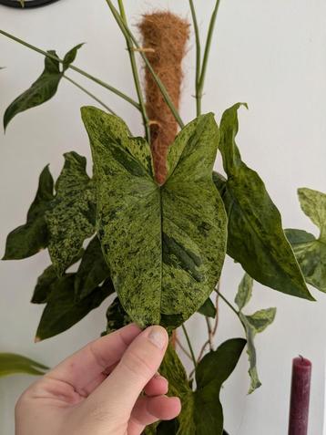 Syngonium Mottled Mojito - Zeldzame kamerplant! beschikbaar voor biedingen