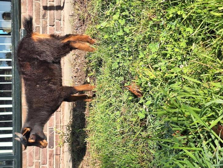Black and tan dwerggeit bok maanvlek, Dieren en Toebehoren, Schapen, Geiten en Varkens, Geit, Mannelijk