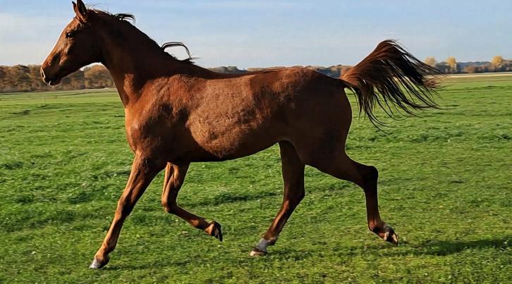 Knappe springgefokte merrie, Dieren en Toebehoren, Paarden, Merrie, Onbeleerd, 160 tot 165 cm, 0 tot 2 jaar, Springpaard, Met stamboom