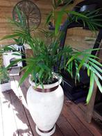Kamerplant, Huis en Inrichting, Kamerplanten, Ophalen, Overige soorten, Halfschaduw, In pot
