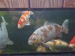 Koi ochiba 53/54cm, Dieren en Toebehoren, Vissen | Vijvervissen, Karper of Koi