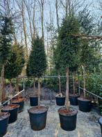 Taxus Knipvorm op stam, Bloeit niet, Halfschaduw, Overige soorten, 100 tot 250 cm