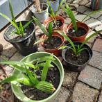 Trhagiecarpus fortunei, Tuin en Terras, Planten | Tuinplanten, Ophalen, Bloeit niet, Overige soorten, Volle zon