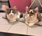 Lieve maine coon kittens, Meerdere dieren, Gechipt, 0 tot 2 jaar