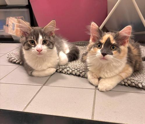 Lieve maine coon kittens, Dieren en Toebehoren, Katten en Kittens | Raskatten | Langhaar, Meerdere dieren, 0 tot 2 jaar, Gechipt