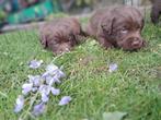 6 schattige pups labrador x bordercollie, puppies, Dieren en Toebehoren, Particulier, Rabiës (hondsdolheid), Meerdere, 8 tot 15 weken