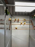 Jonge pyrrhura's, Dieren en Toebehoren, Meerdere dieren, Parkiet, Geringd