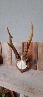 Ree gewei op schild, Huis en Inrichting, Woonaccessoires | Overige, Ophalen of Verzenden, Gebruikt