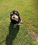 Wij zoeken een lief baasje voor onze mini Benerdoodle Molly, Dieren en Toebehoren, Honden | Chihuahua's en Gezelschapshonden, Poedel
