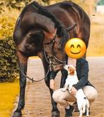 Te koop lieve ruin, Dieren en Toebehoren, Paarden, Ruin, Zadelmak, Gechipt, Recreatiepaard