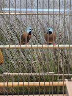 koppel gordelgrasvinken, Meerdere dieren, Geringd