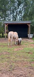 Verzorg(st)er gezocht voor jaarling en Falabella Heemskerk, Dieren en Toebehoren, Paarden en Pony's | Overige Paardenspullen, Ophalen