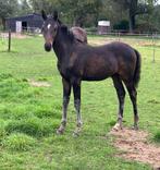 KWPN hengst veulen Denver US x Estoril, Dieren en Toebehoren, Paarden, Minder dan 160 cm, Niet van toepassing, Dressuurpaard, 0 tot 2 jaar